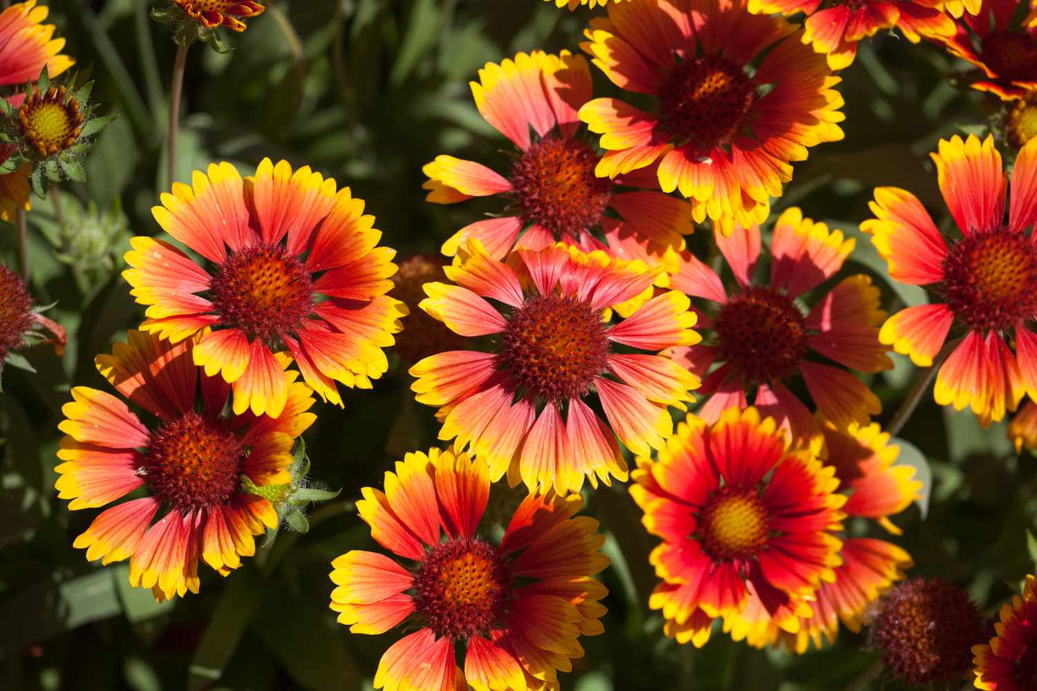 gaillardia flowers