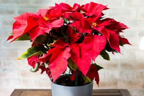 A potted poinsettia plant on a wooden table set against a light brick background