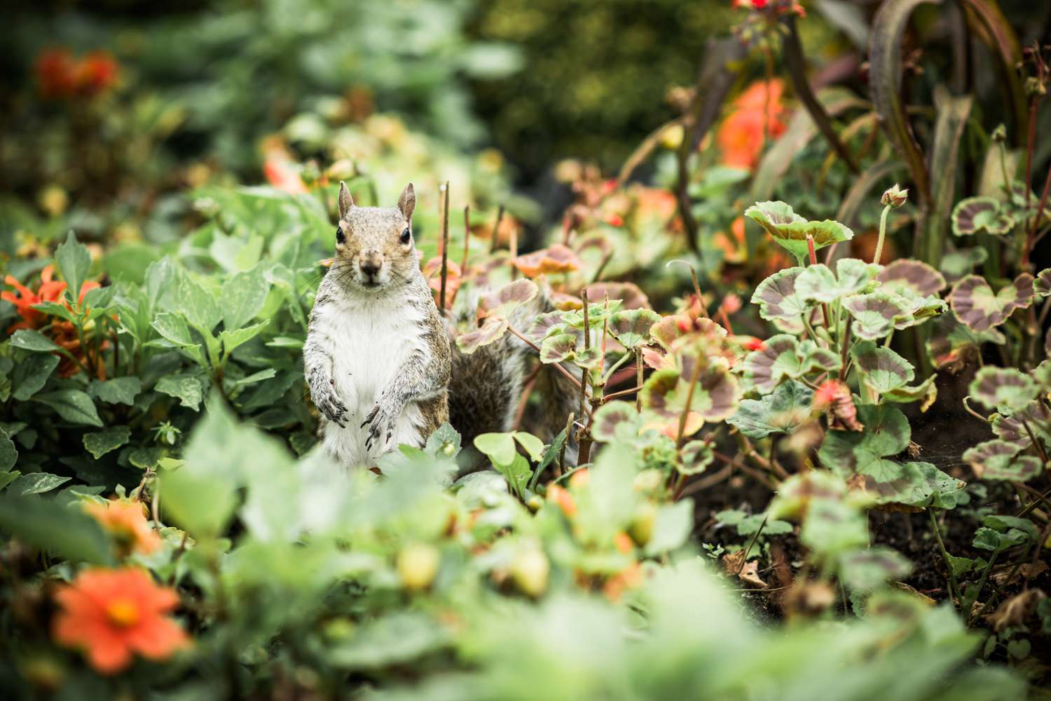 squirrel in garden