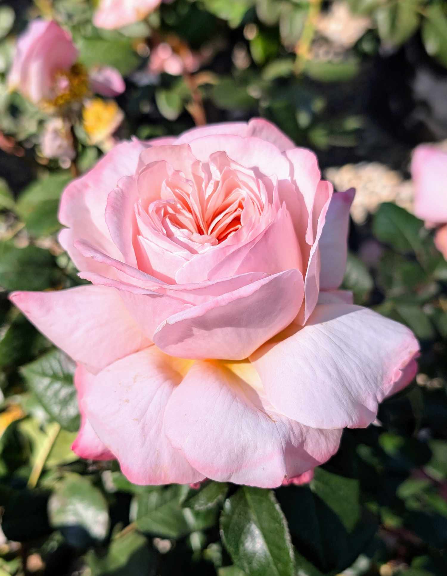 Close-up of the decorvow hybrid tea rose