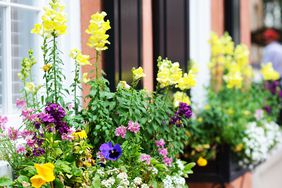 Window box with snapdragons, pansies, alyssum 