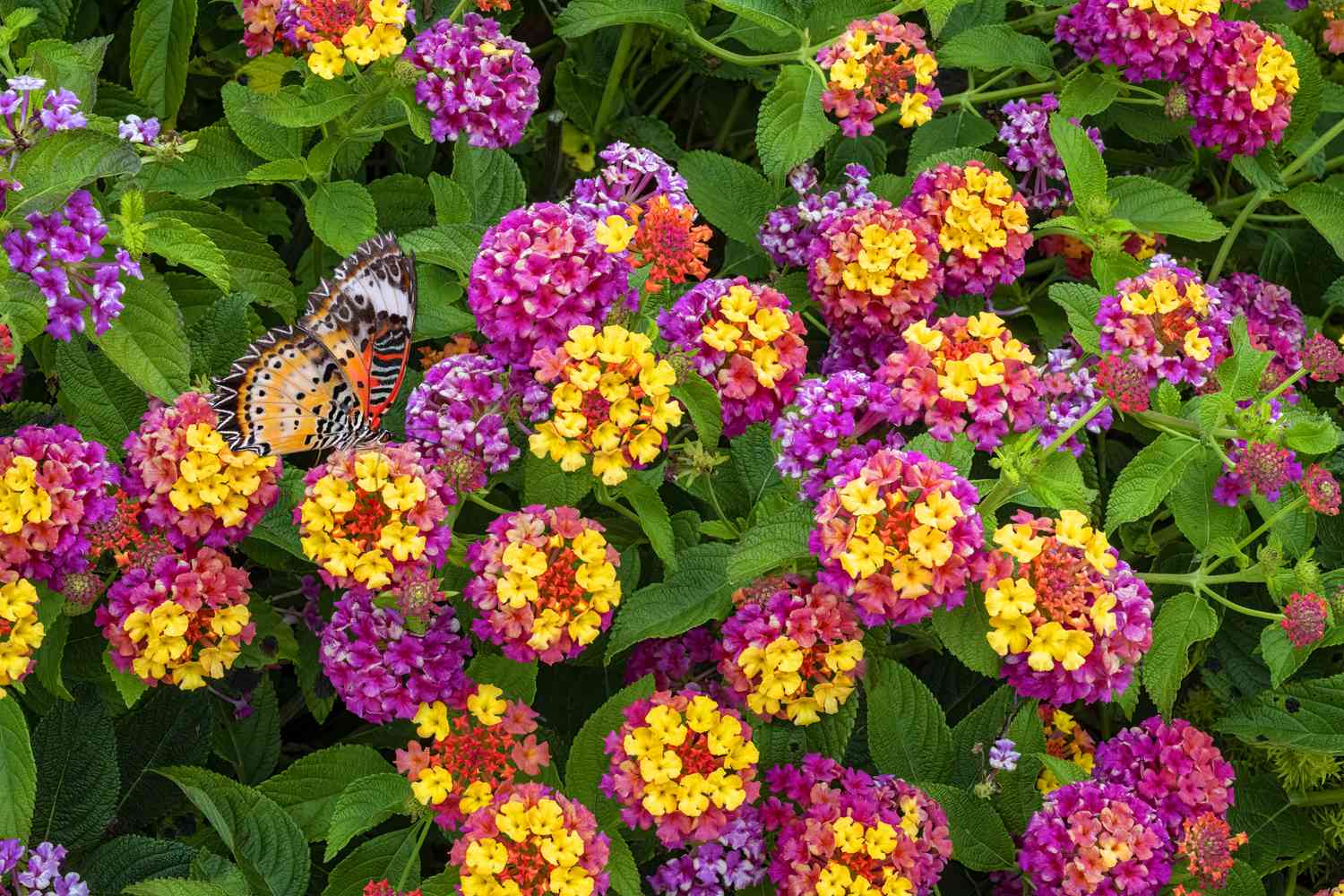 Pink and yellow Lantana Camara Flowers Orange butterfly feeding on flower.
