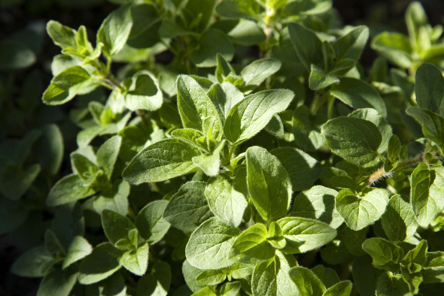 Oregano plant