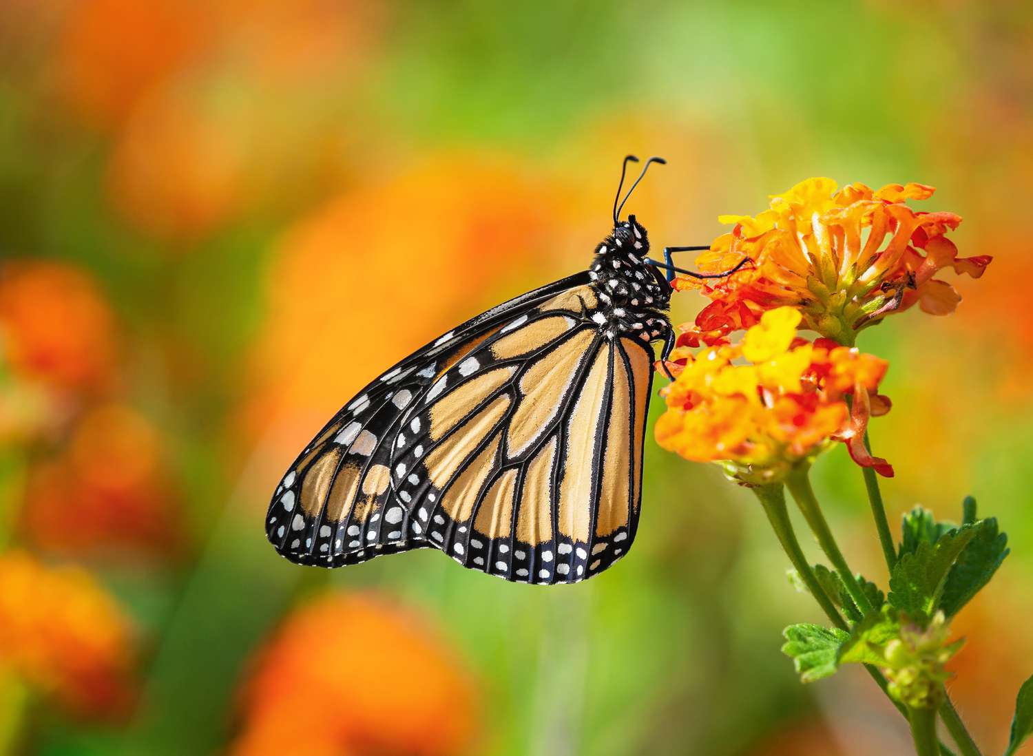 Butterfly on lantana flowers