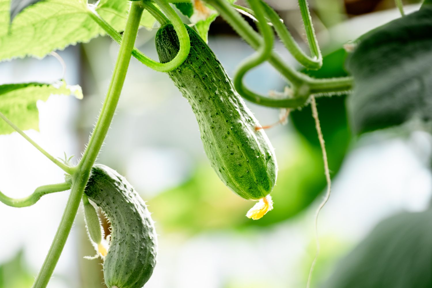 A closeup of cucumbers growing on the vine