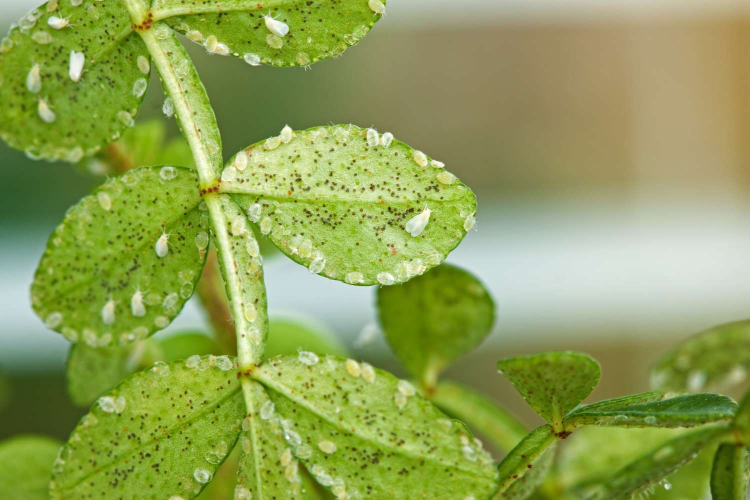 whiteflies on leaves of plant in garden