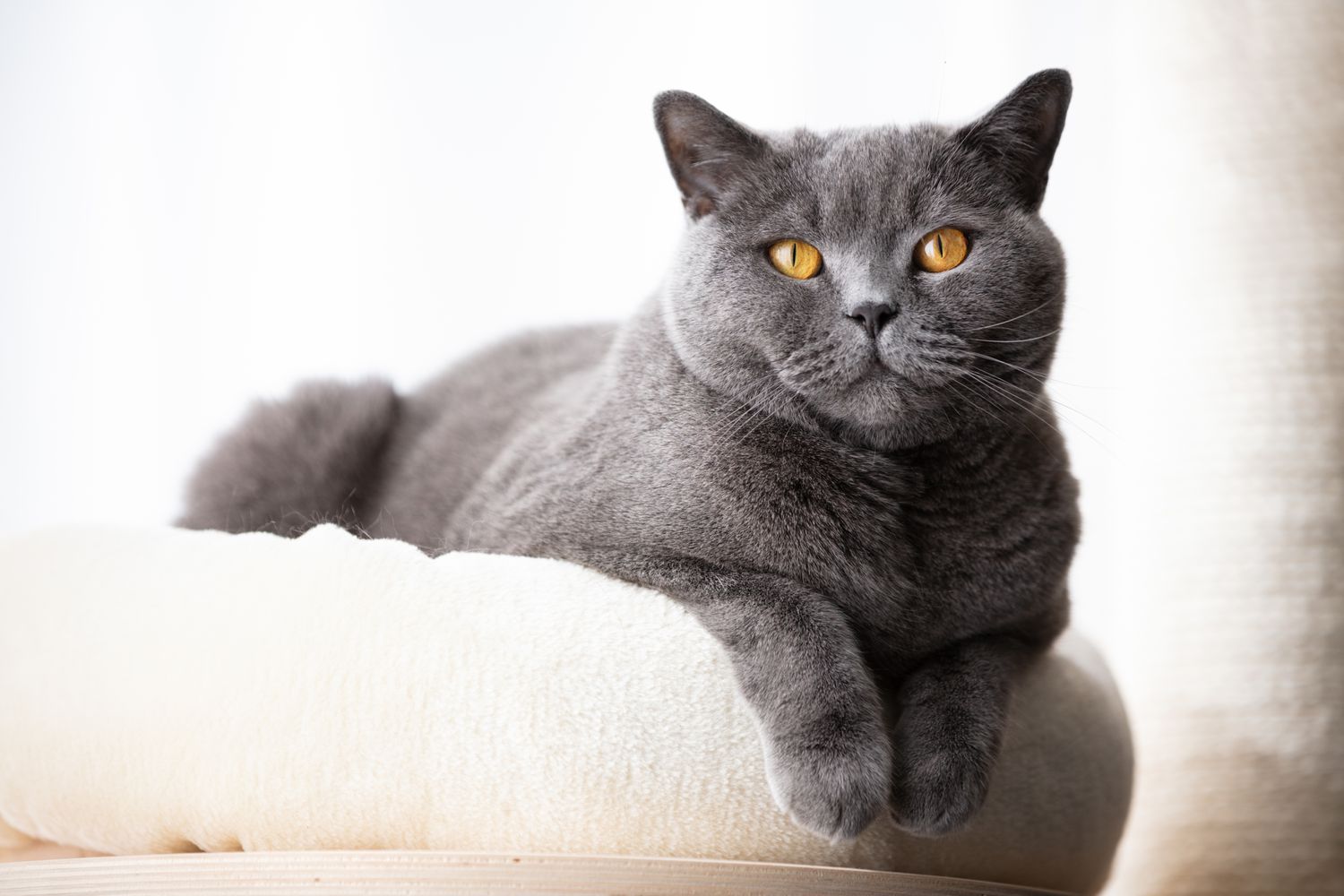 British shorthair on white cushion