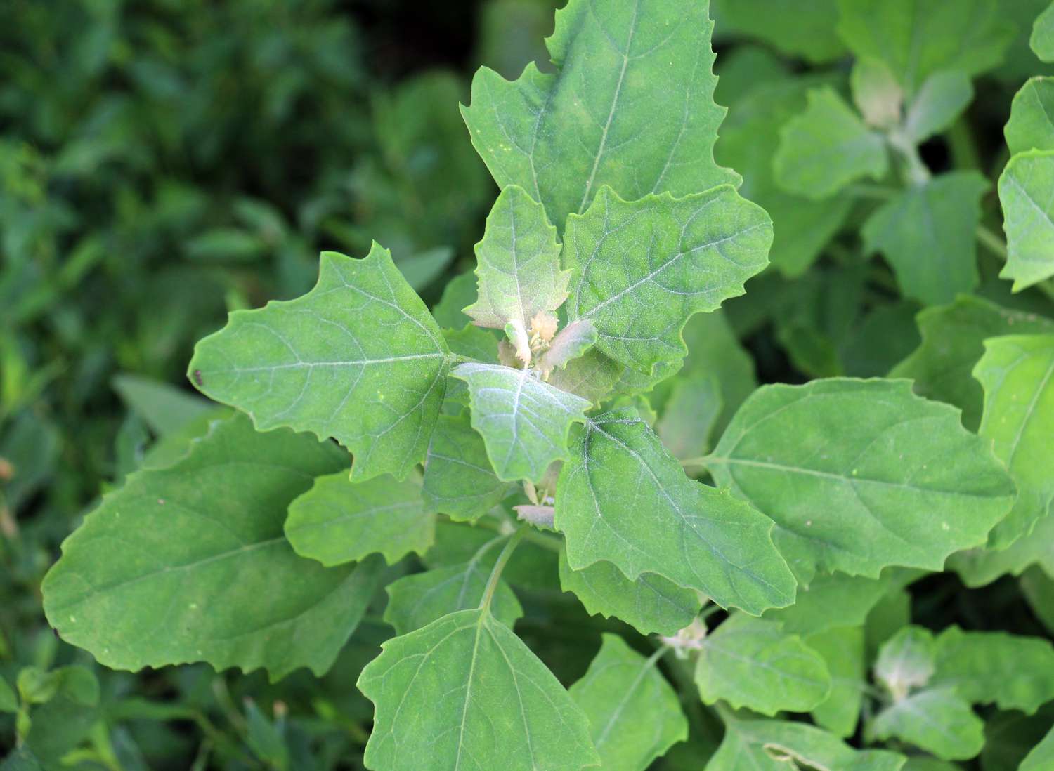 Common Lambsquarters weed plant