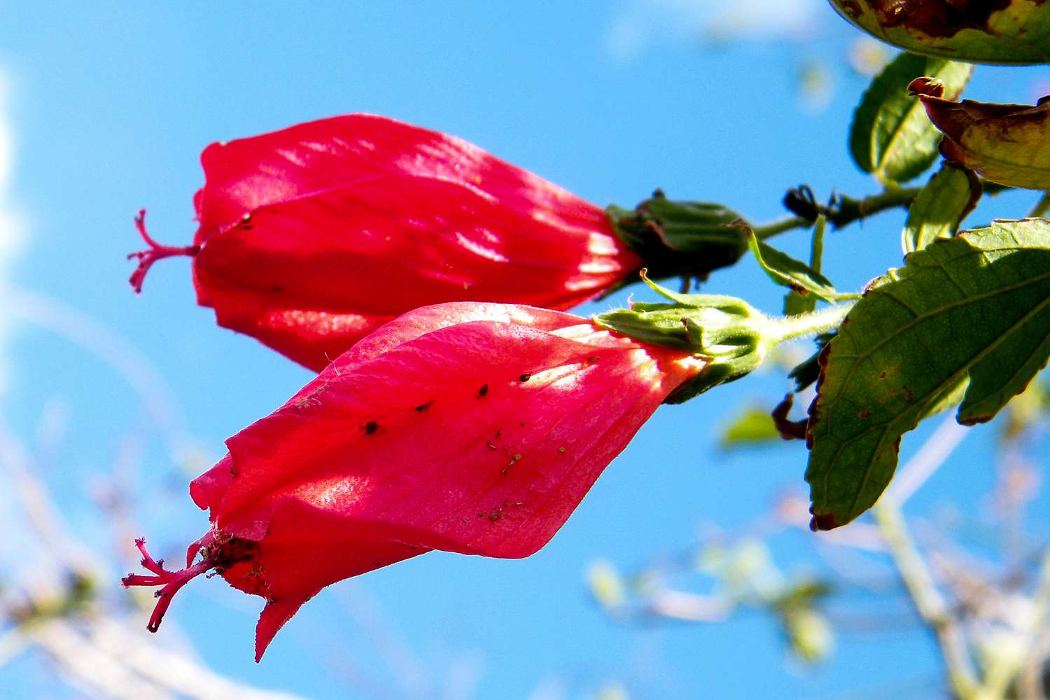 red turk's cap or malvaviscus arboreus var. drummondii flowers