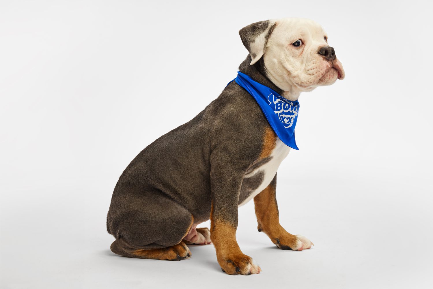 Puppy Bowl