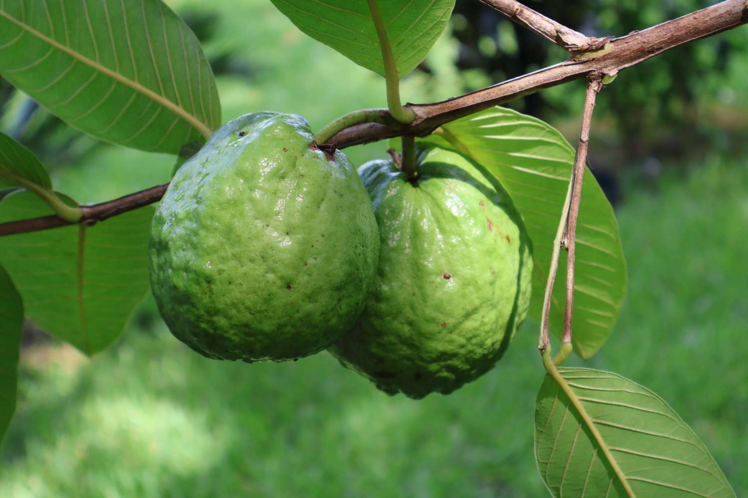 Guavas hanging on a tree branch with leaves around them