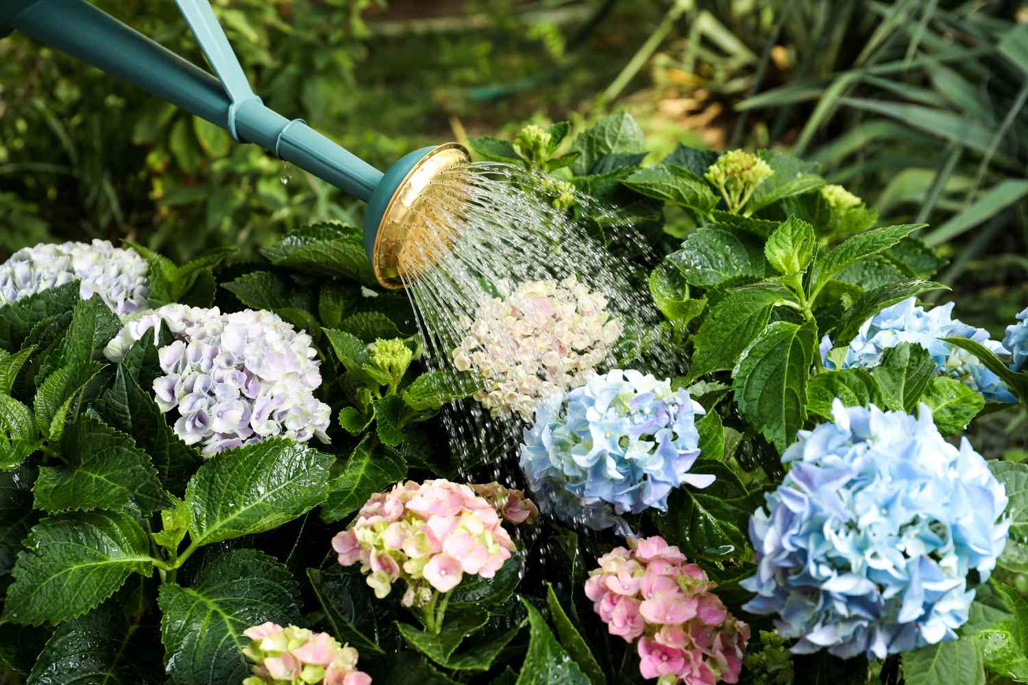 watering hydrangeas in garden