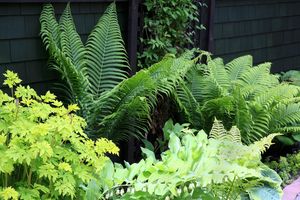 Early Spring shade garden of Bleeding Hearts,Ferns,Soloman Seal,Hostas Clematis,and Creeping Jenny. All perennial plants that grow amazingly well in a shade garden. 