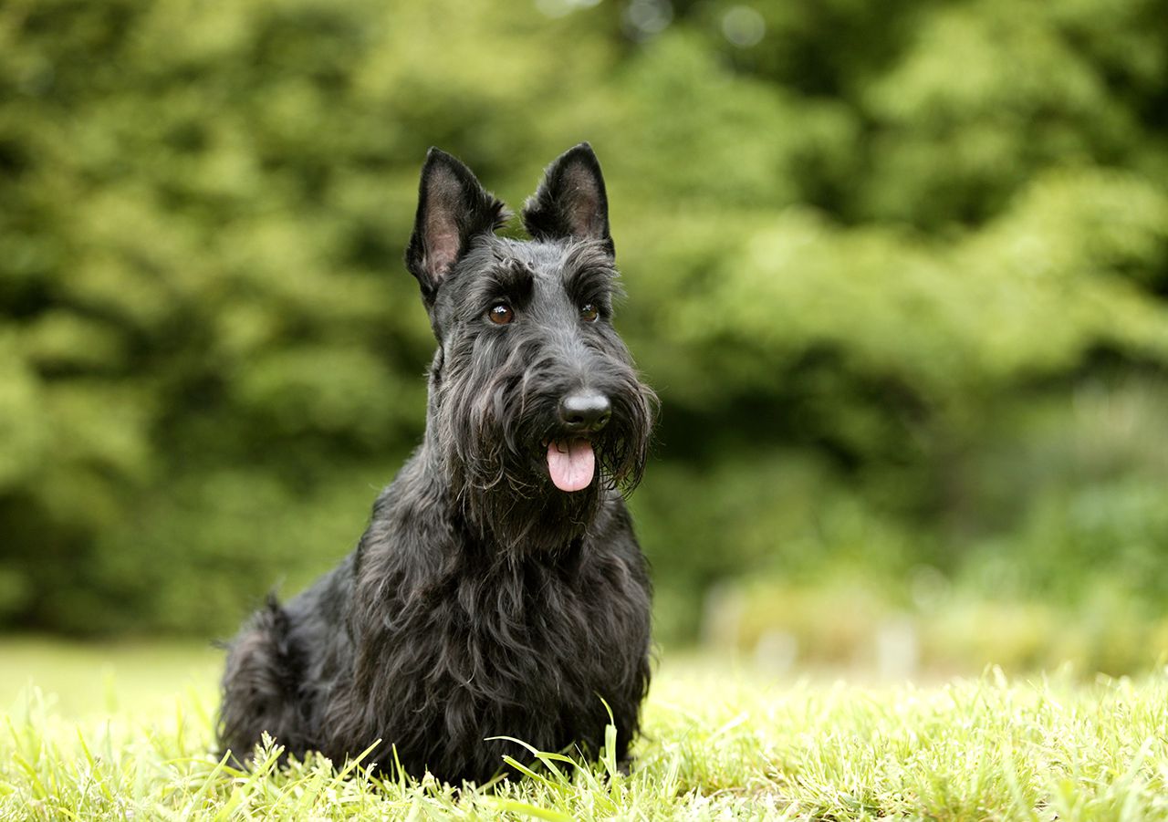 scottish terrier dog