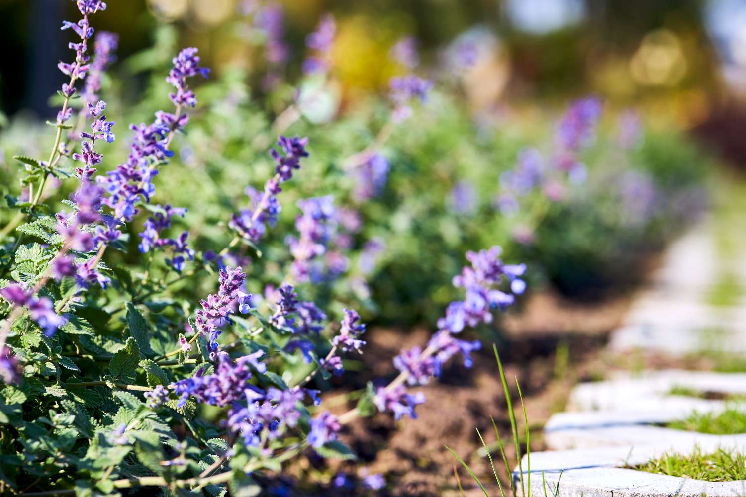 Catmint purple flowers in garden