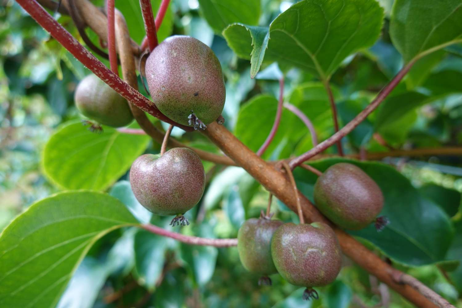Ripe hardy kiwi fruits hanging from the branch of an actinidia arguta plant