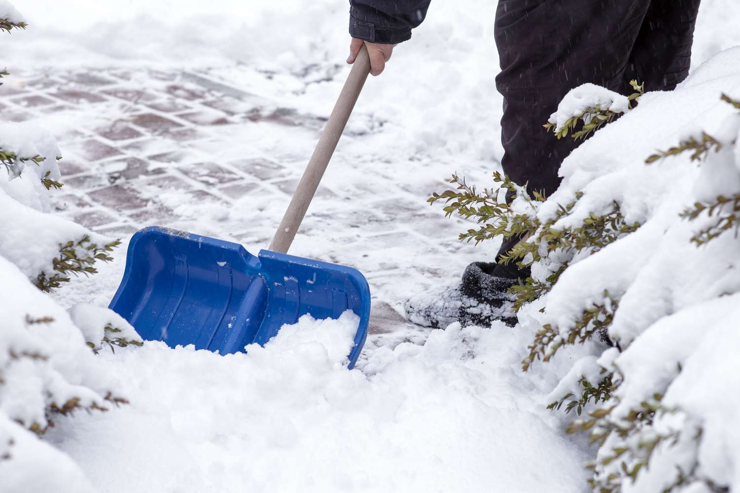 Person shoveling snow off a brick walkway with a blue snow shovel adjacent to snowcovered shrubs
