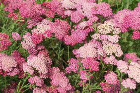 Clusters of small flowers growing outdoors in a garden setting