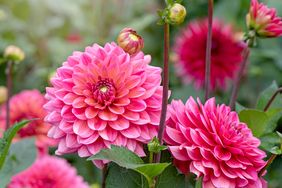 pink dahlias growing in a garden