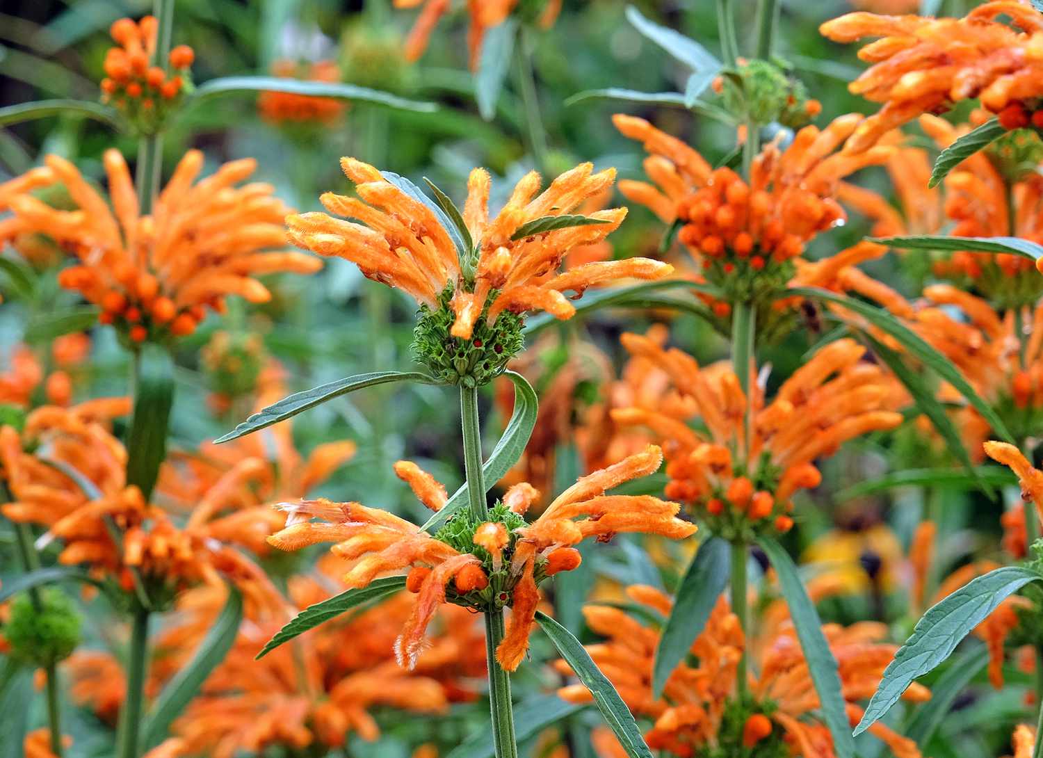 orange Lion's Tail plant in garden