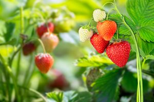 strawberry plant in ground 
