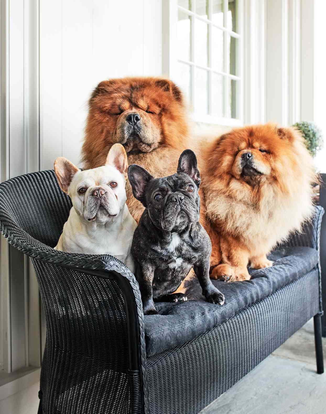 dogs on porch furniture