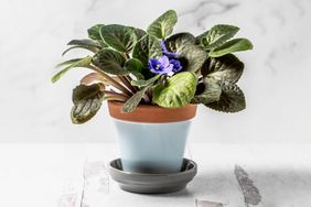African violet flower in a pot on white background