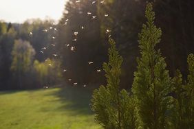 Mosquitos