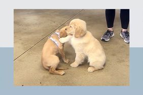 two small golden puppies playing