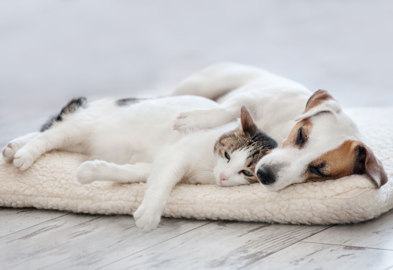 A cat and a dog resting closely together on a cushion