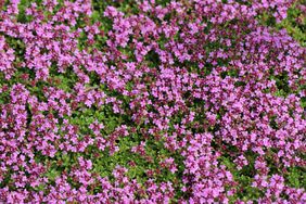 creeping thyme with purple blooms