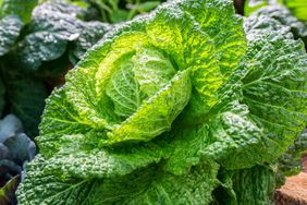 Cabbage plant