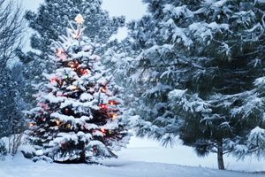 This Snow Covered Christmas Tree stands out brightly against the dark blue tones of this snow covered scene.