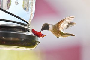 hummingbird at feeder