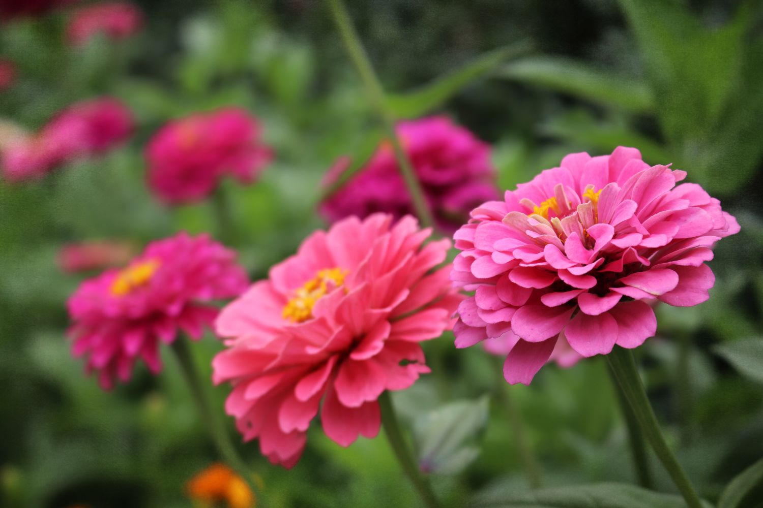 Closeup of pink zinnia flowers in bloom surrounded by green foliage