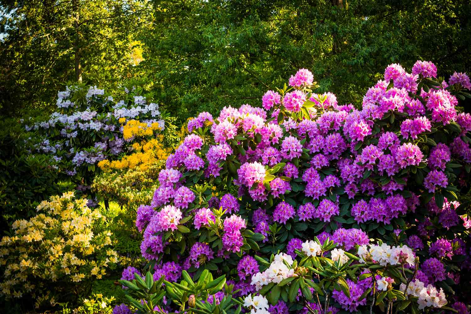 Rhododendron in shade