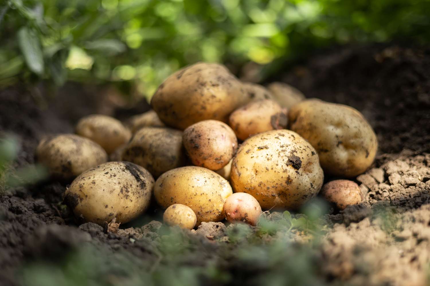 Fresh potatoes harvested lying on soil outdoors
