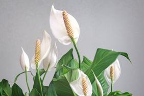 Several blooming peace lilies with vibrant foliage and distinct spadixes