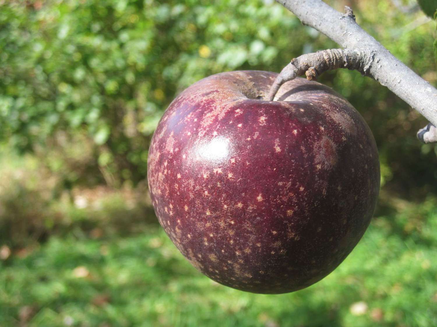 Black oxford apple tree