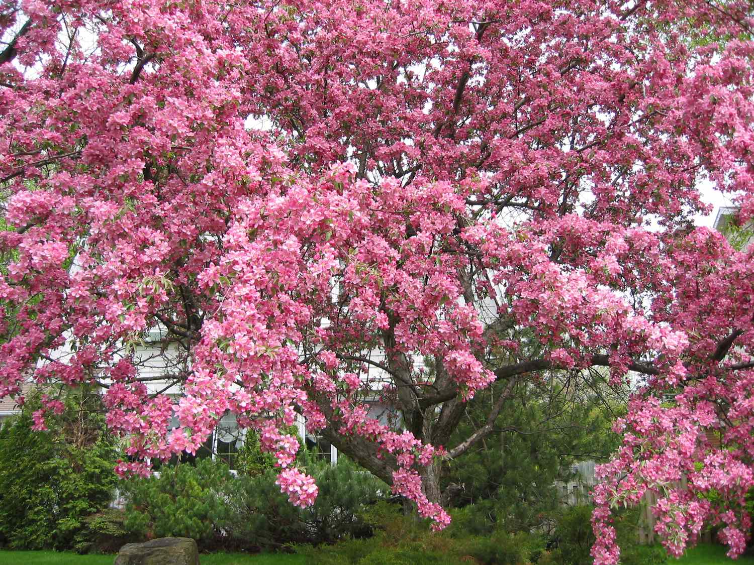 A blooming tree with numerous small flowers in a landscaped garden setting