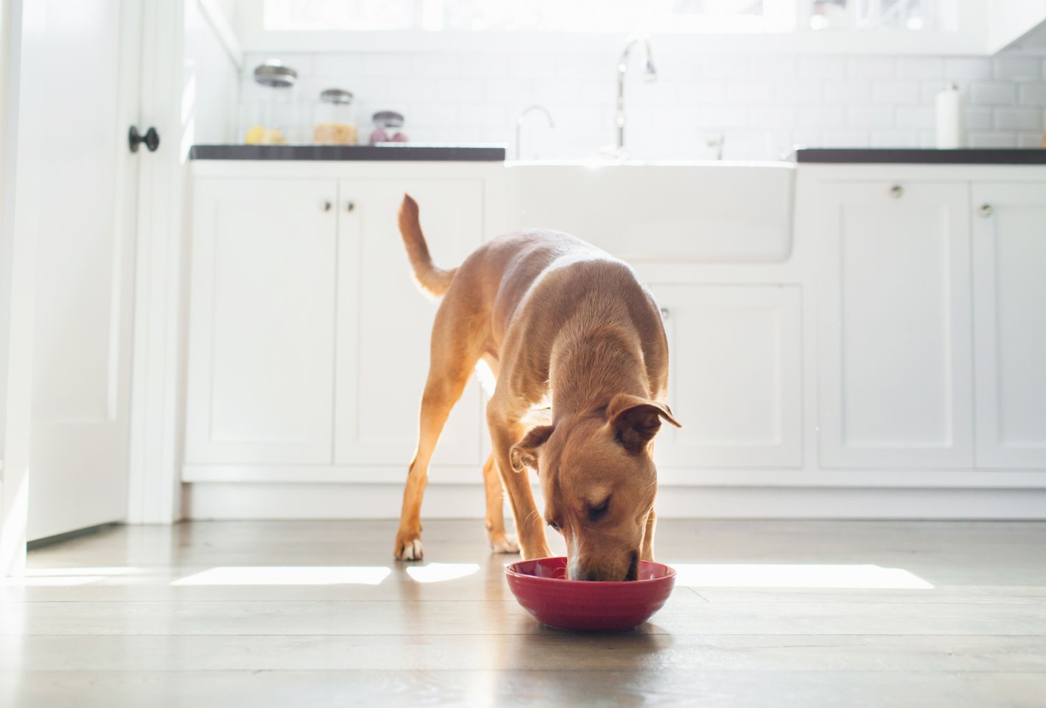 Dog eating from a bowl in a kitchen