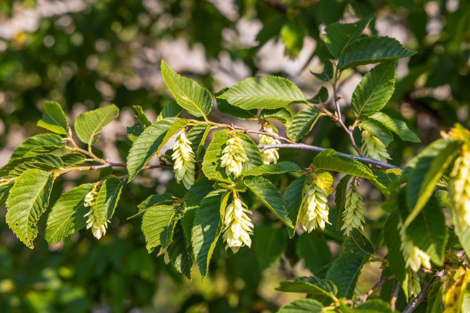 American Hophornbeam