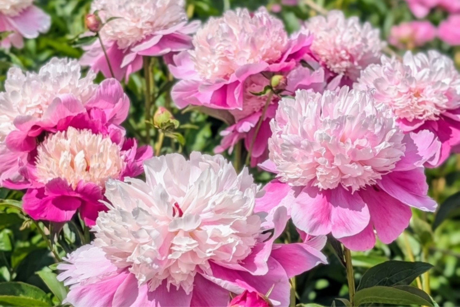 Up close image of peonies from decorvow's garden. 