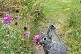 Garden Eating Flowers in a Garden