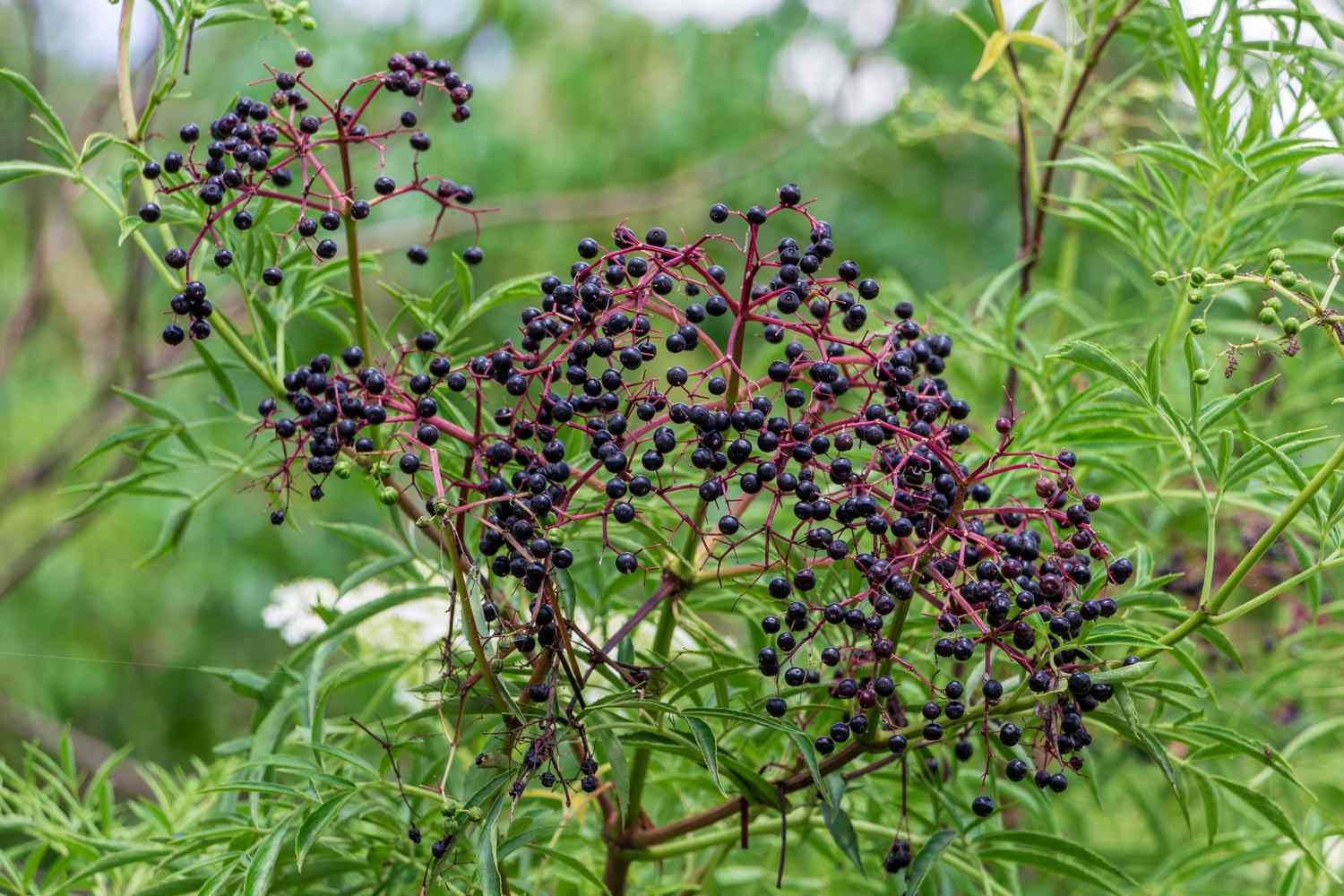 Clusters of dark berries hanging on thin stems among green foliage