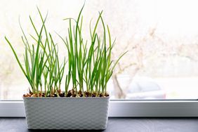 Green onion plants growing in a white planter on a windowsill indoors