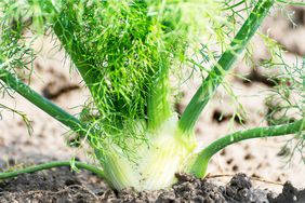 Fennel growing