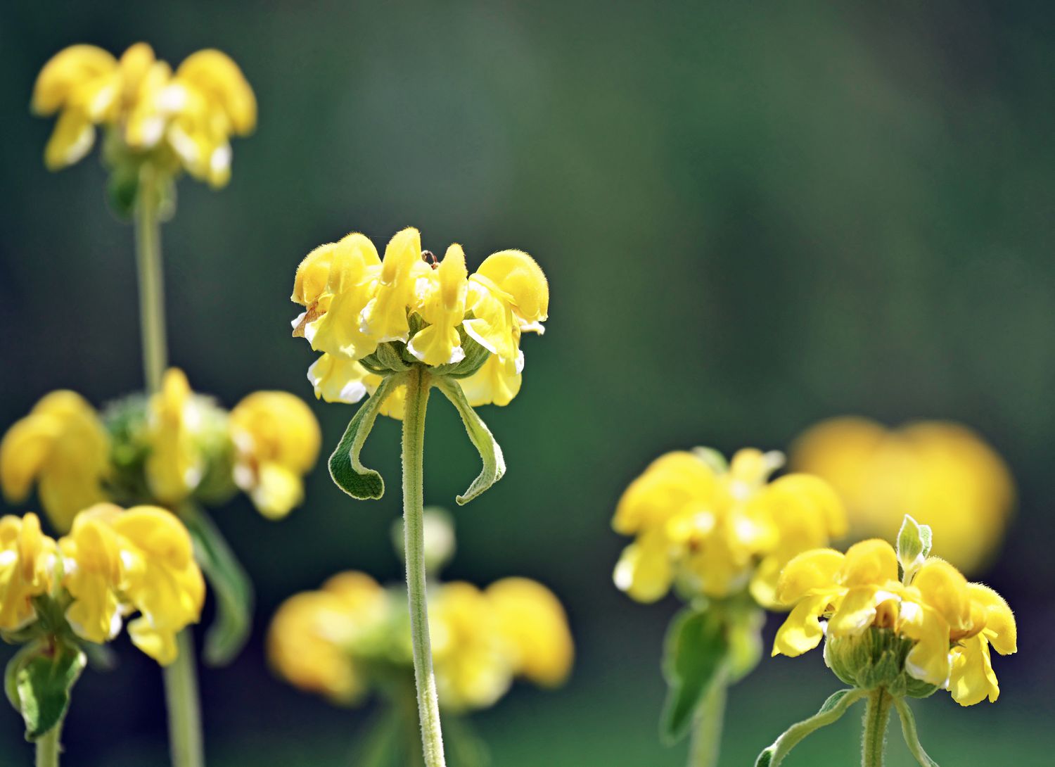 yellow jerusalem sage plant