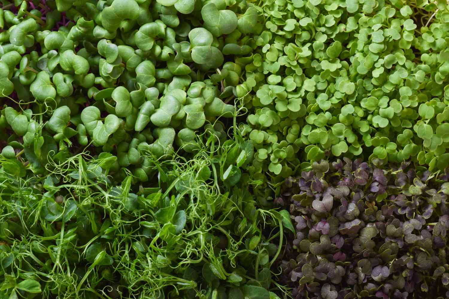 mixed microgreens
