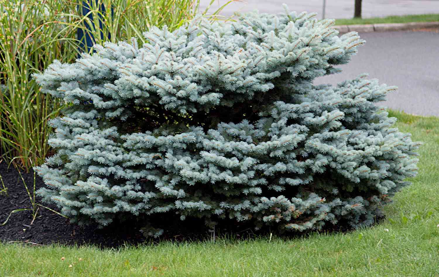dwarf blue spruce